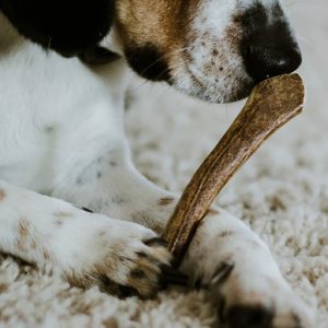 My Dog Chewz – Haste de Veado Inteira